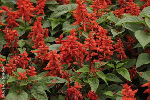 Potted plants with red flower spikes and dark green leaves of Red Salvia  Salvia splendens 