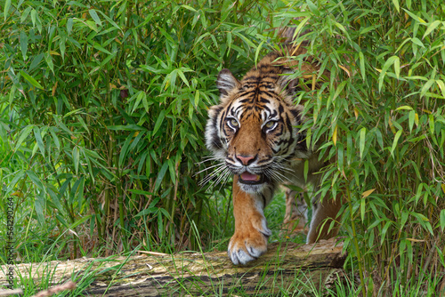 Foto Tiger Prowl