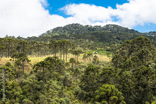 Rural landscape with hill and Araucaria pine forest.