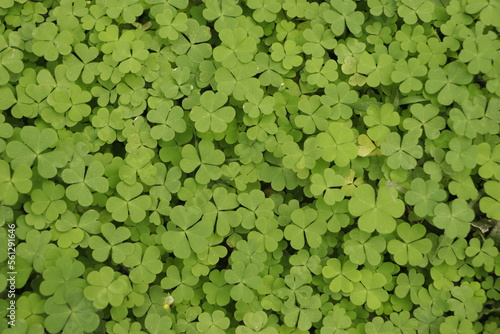 Green shamrock natural background. Selective focus on a central leaves.