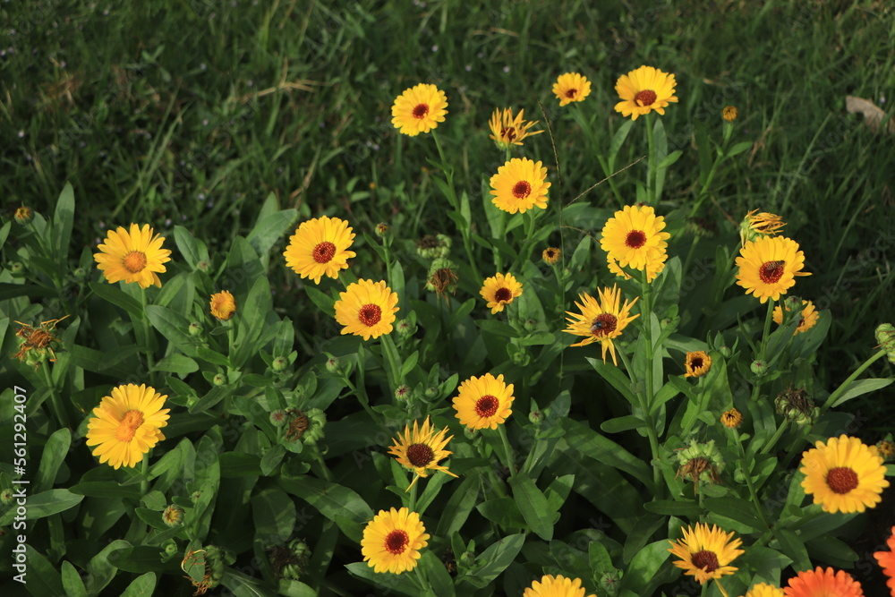 Fototapeta premium beautiful orange calendula flowers as wallpaper