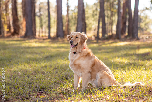 Fototapeta Naklejka Na Ścianę i Meble -  Golden Retriever dog enjoying outdoors