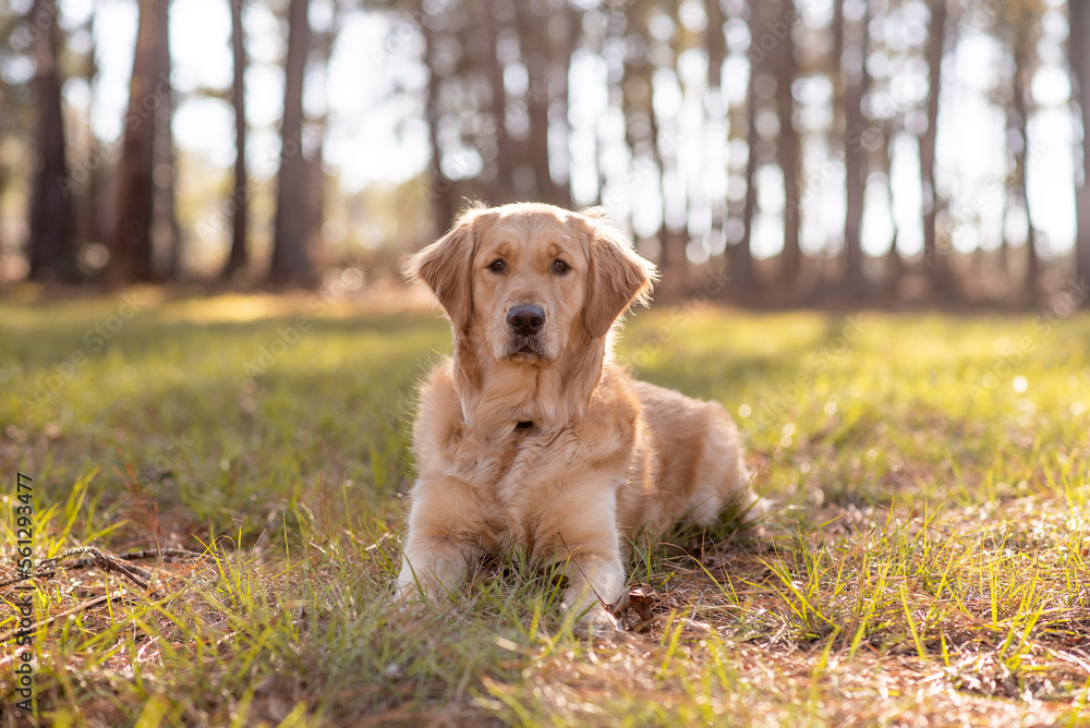 Golden Retriever dog enjoying outdoors Golden Retriever dog enjoying outdoors