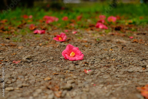 fallen camellia flowers on the ground