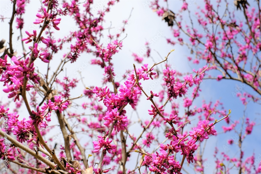 Cercis chinensis in full blooming Cercis chinensis in full blooming
