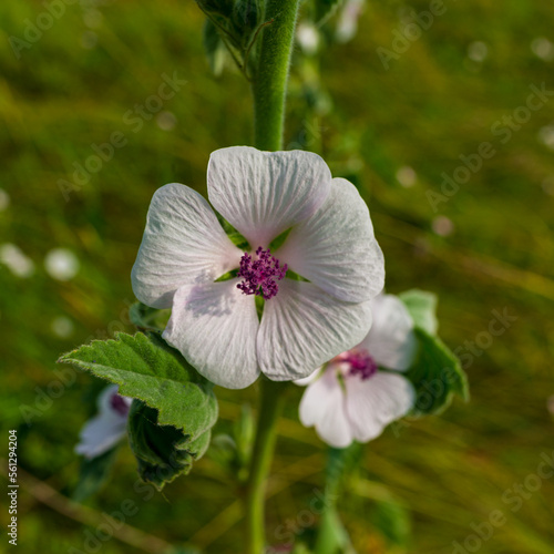 Flowering plant Marshmallow officinalis. #561294204