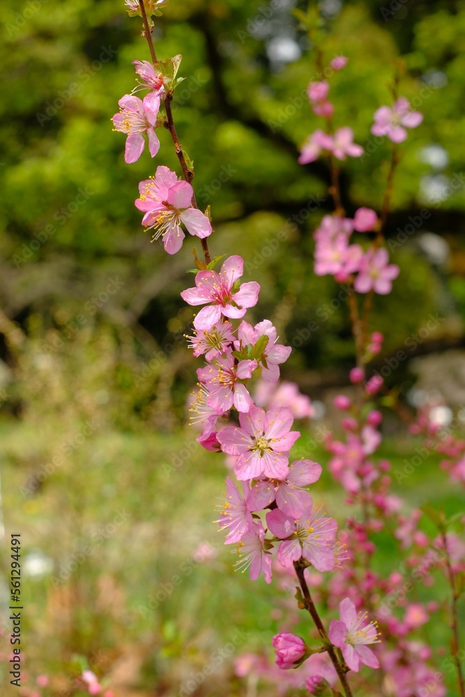 Prunus japonica Thunb in full blooming