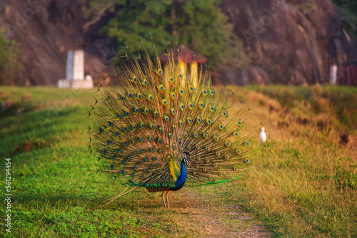 Peacock