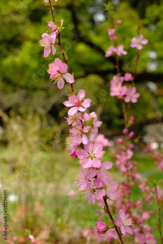 Wallpaper Mural Prunus japonica Thunb in full blooming Torontodigital.ca