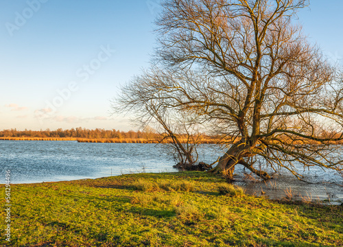 Willow tree with irregularly shaped bare branches contrasting with the blue sky. The tree stands at the edge of the water. The water surface reflects the blue sky. The sun is about to set.
