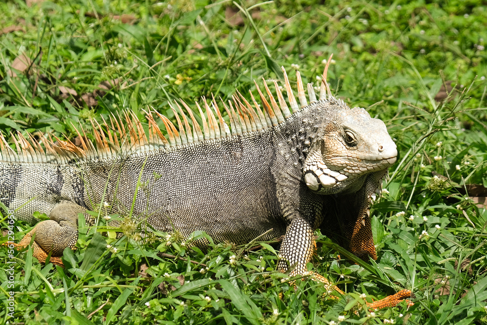 Close up iguana on the grass. Selective focus. Close up iguana on the grass. Selective focus.
