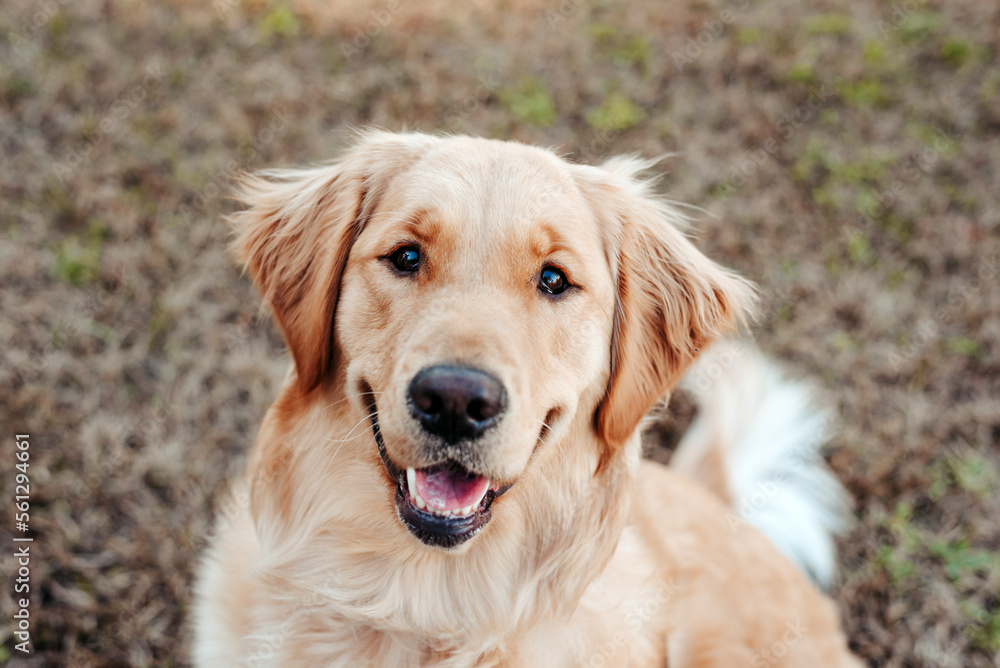 Golden Retriever dog enjoying outdoors Golden Retriever dog enjoying outdoors