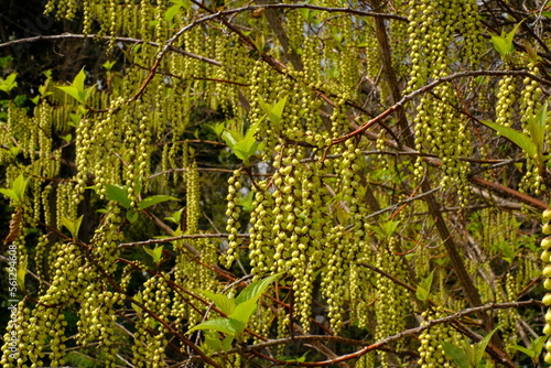 Stachyurus praecox Siebold et Zucc., Stachyuraceae in full blooming photo