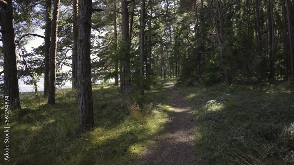 Walk along the path in the forest in the dunes of the Baltic. Crowns of pines in the spring forest in summer. Green needles on mighty pine branches against the blue sky. Latvia Walk along the path in the forest in the dunes of the Baltic. Crowns of pines in the spring forest in summer. Green needles on mighty pine branches against the blue sky. Latvia