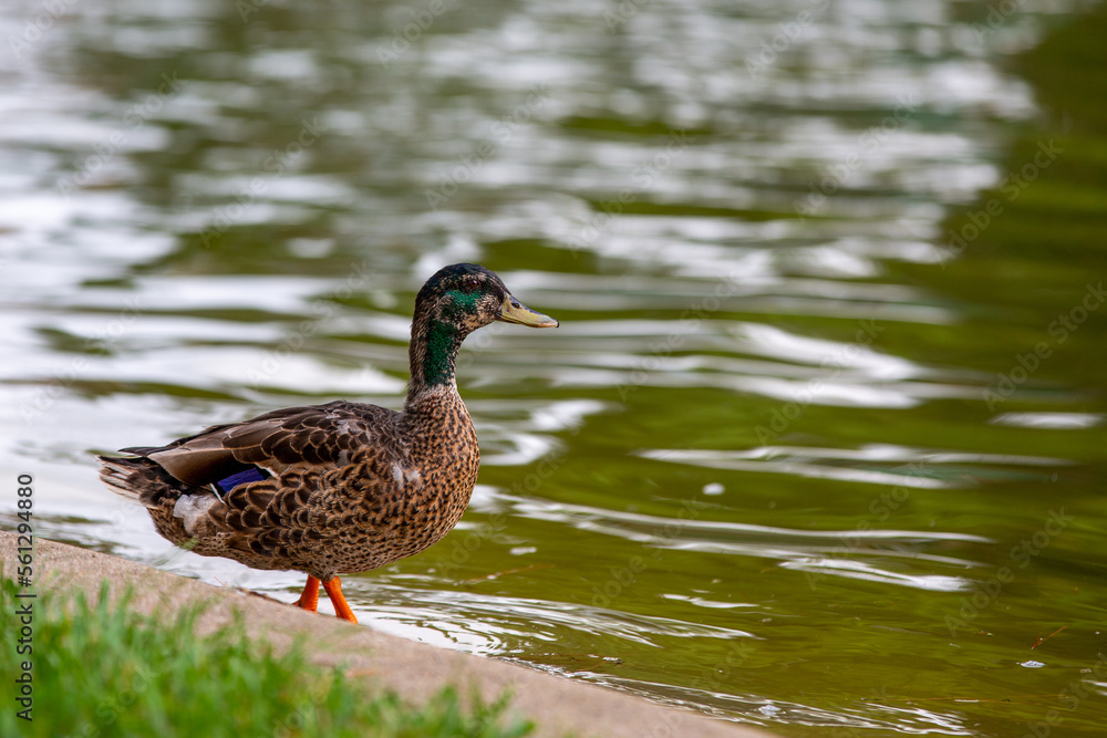 Duck next to the lake