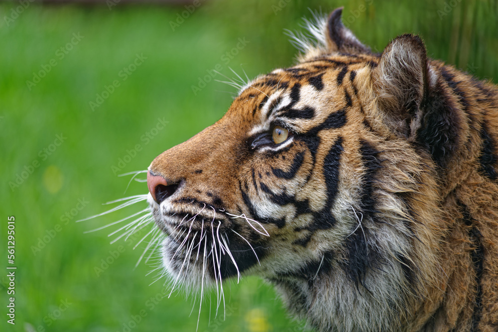 Fototapeta premium Tiger
