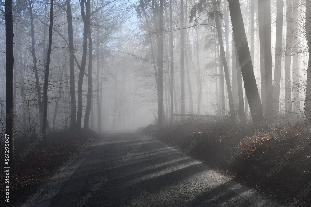 Obraz premium fog in the forest