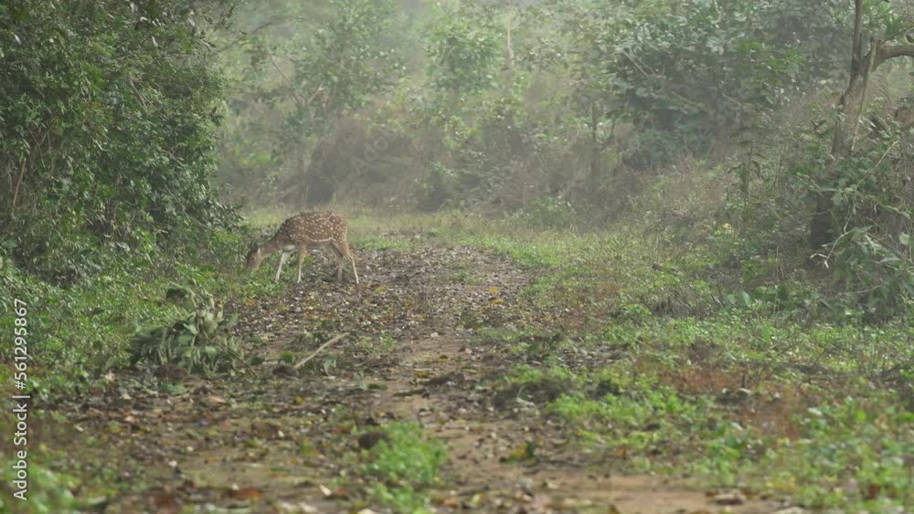 wide shot of spotted deer or chital or axis deer or axis axis grazing grass in natural green scenic background in safari at dhikala jim corbett national park tiger reserve forest uttarakhand india wide shot of spotted deer or chital or axis deer or axis axis grazing grass in natural green scenic background in safari at dhikala jim corbett national park tiger reserve forest uttarakhand india