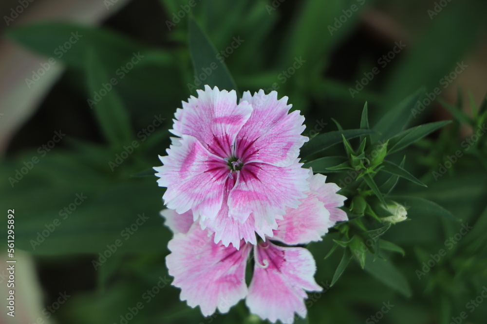 Closeup of pink or cheddar pink dianthus flower Closeup of pink or cheddar pink dianthus flower