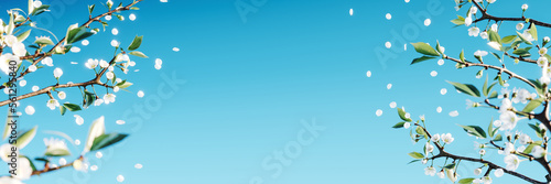 Spring background. Cherry tree blossom on clear blue sky background 3D Rendering  3D Illustration