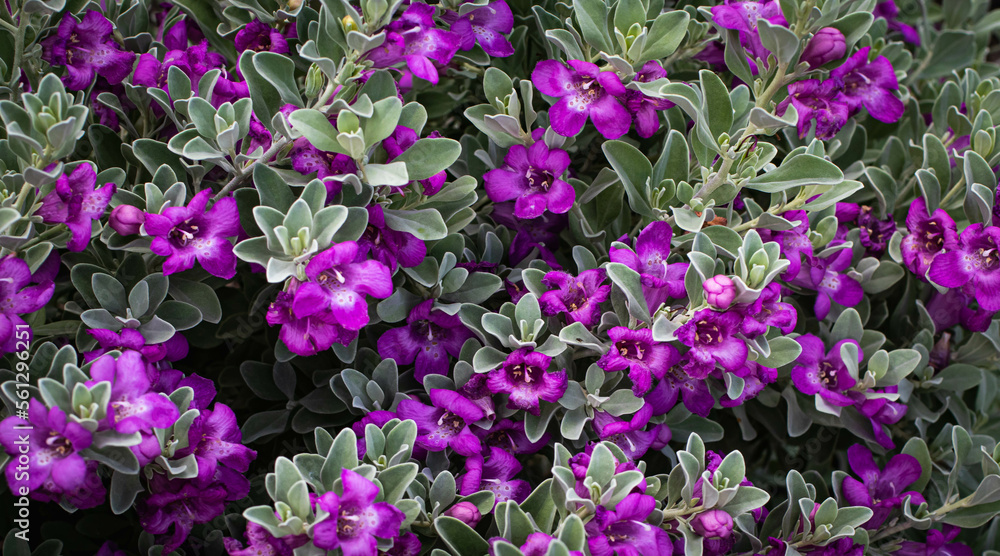 Purple flower bush