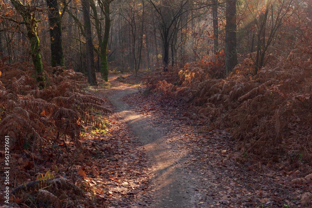 Forest trail with withered ferns in a misty autumn forest. Forest trail with withered ferns in a misty autumn forest.