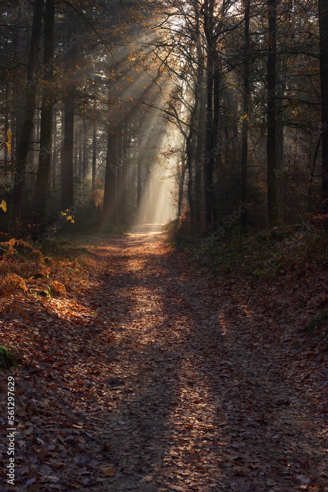 Forest trail with withered ferns and rays of light in a misty  autumn forest.