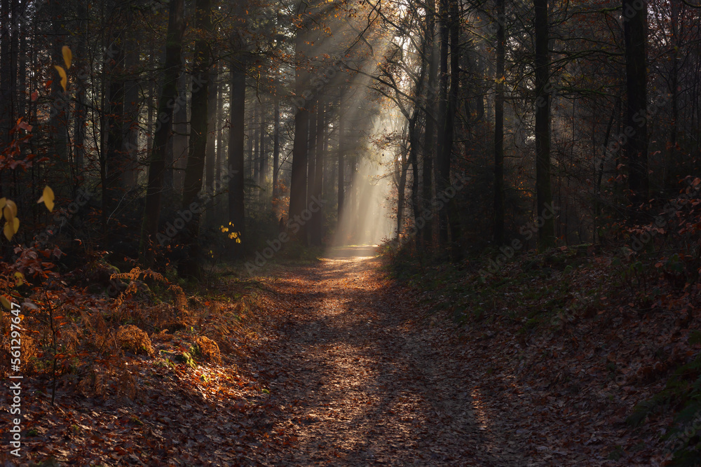 Obraz premium Forest trail with withered ferns and rays of light in a misty autumn forest.