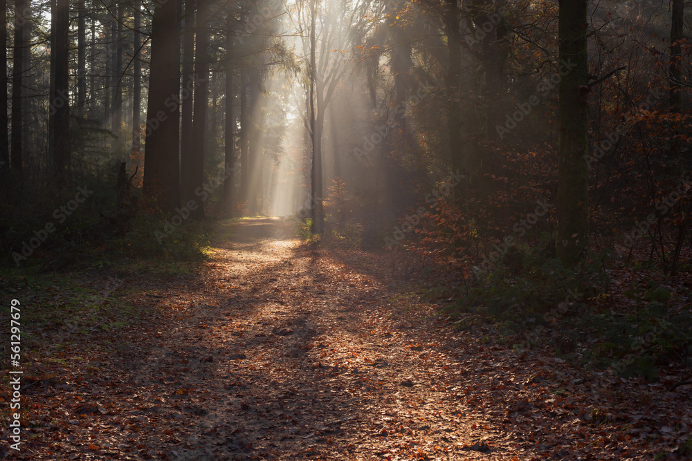Obraz premium Forest trail with withered ferns and rays of light in misty autumn forest.