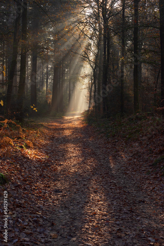 Forest trail with withered ferns and rays of light in a misty autumn forest. © ysbrandcosijn