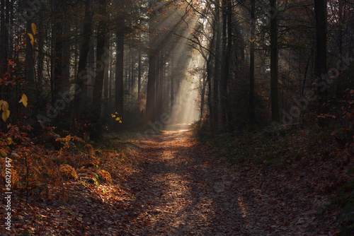 Forest trail with withered ferns and rays of light in a misty autumn forest.