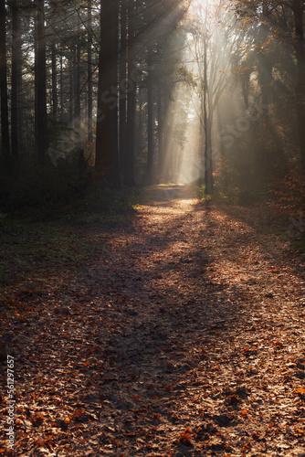 Forest trail with withered ferns and rays of light in misty autumn forest.