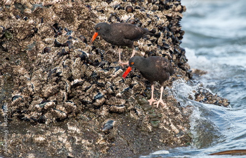 a subadult and a n adult Black Oystercatcher feeding on the mussel- and barnacle-covered rocks, Bandon Beach, Oregon, US photo