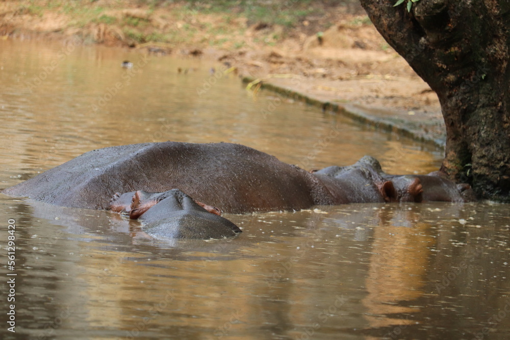 Fototapeta premium Amazing hippopotomus at a sink in the national zoo of Bangladesh