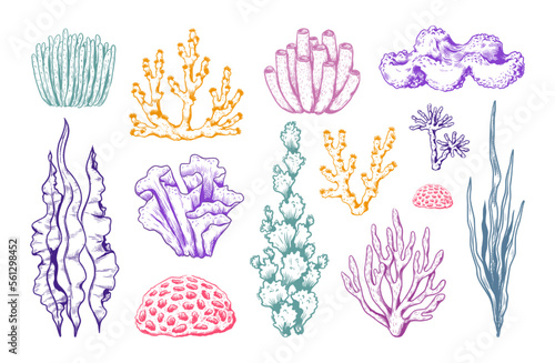 Hand drawn sea coral, ocean plants. Vintage underwater elements, seaweed reef, sketch fauna leaf, nature aquarium algae and kelp. Colorful sketch decorative objects. Vector illustration set