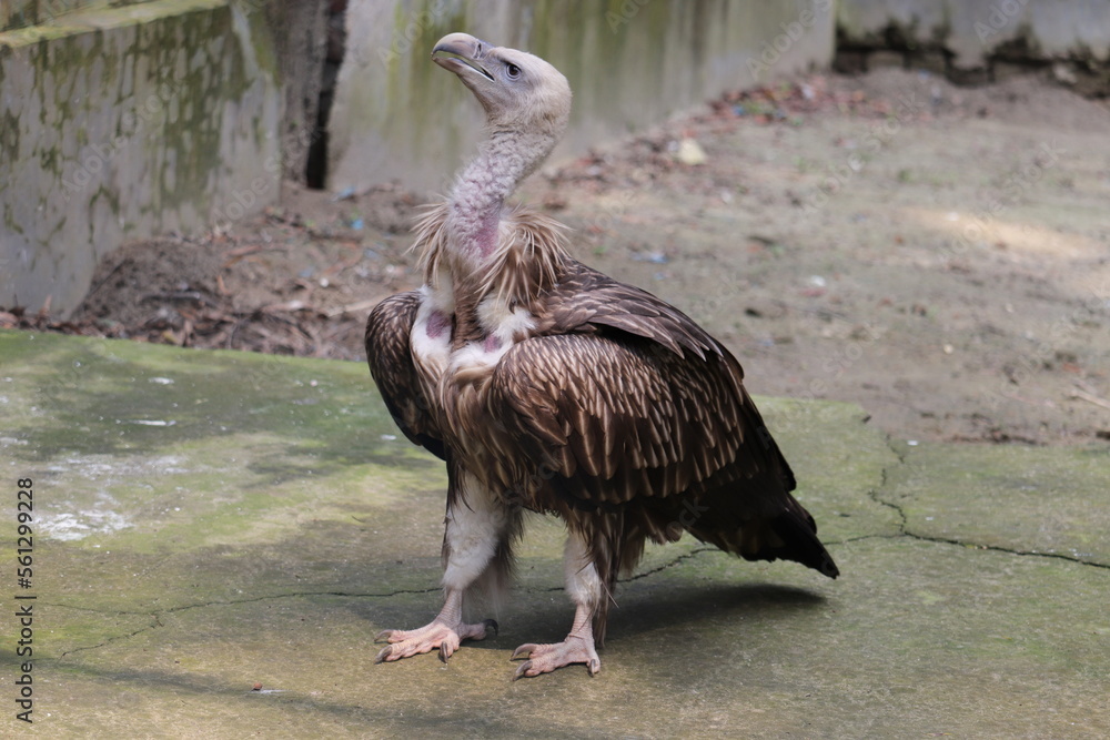 Obraz premium Amazing scene's of vulture in the national zoo of Dhaka Bangladesh