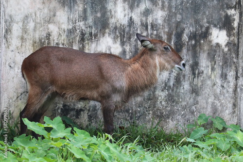 Canvas Print Amazing waterbuck in the national zoo of Bengal.