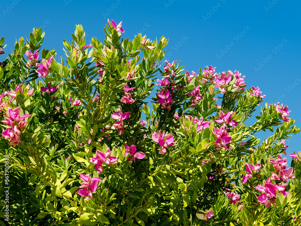 Polygala myrtifolia arbusto con flores de la familia Polygalaceae originaria de Sudáfrica