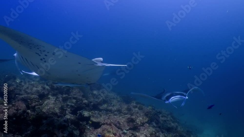 Wallpaper Mural 2022 November - Maldives : 6 Manta Ray on a cleaning Station 1 - Scuba Diving - 8k 422 10Bits 24p Torontodigital.ca