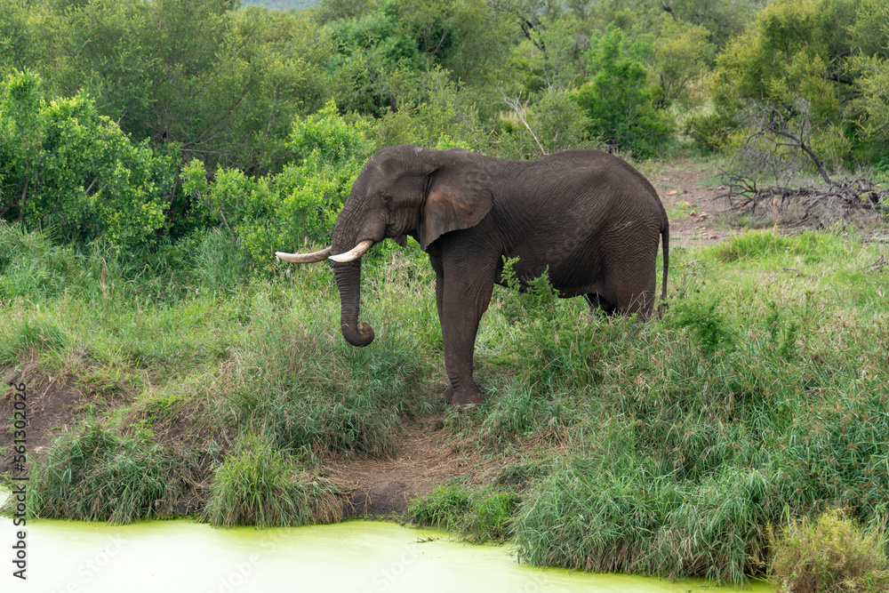 Éléphant d'Afrique, Loxodonta africana, Parc national Kruger, Afrique du Sud Éléphant d'Afrique, Loxodonta africana, Parc national Kruger, Afrique du Sud