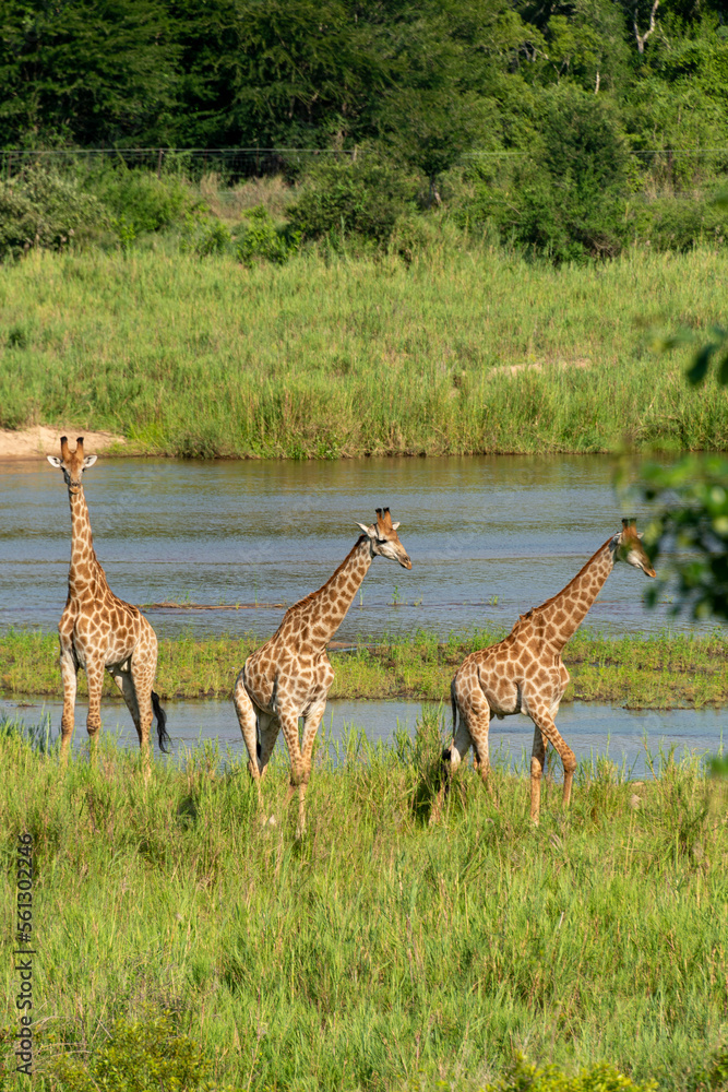 Obraz premium Girafe, Giraffa Camelopardalis, Parc national Kruger, Afrique du Sud