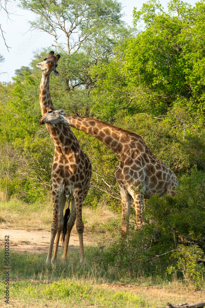 Girafe, Giraffa Camelopardalis, Parc national Kruger, Afrique du Sud Girafe, Giraffa Camelopardalis, Parc national Kruger, Afrique du Sud