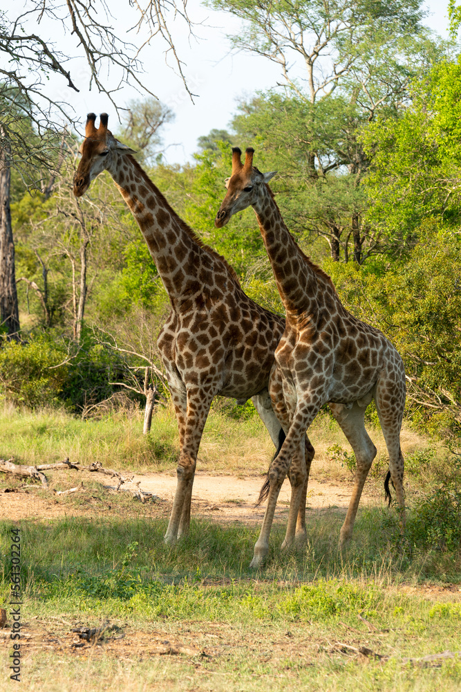 Girafe, Giraffa Camelopardalis, Parc national Kruger, Afrique du Sud Girafe, Giraffa Camelopardalis, Parc national Kruger, Afrique du Sud