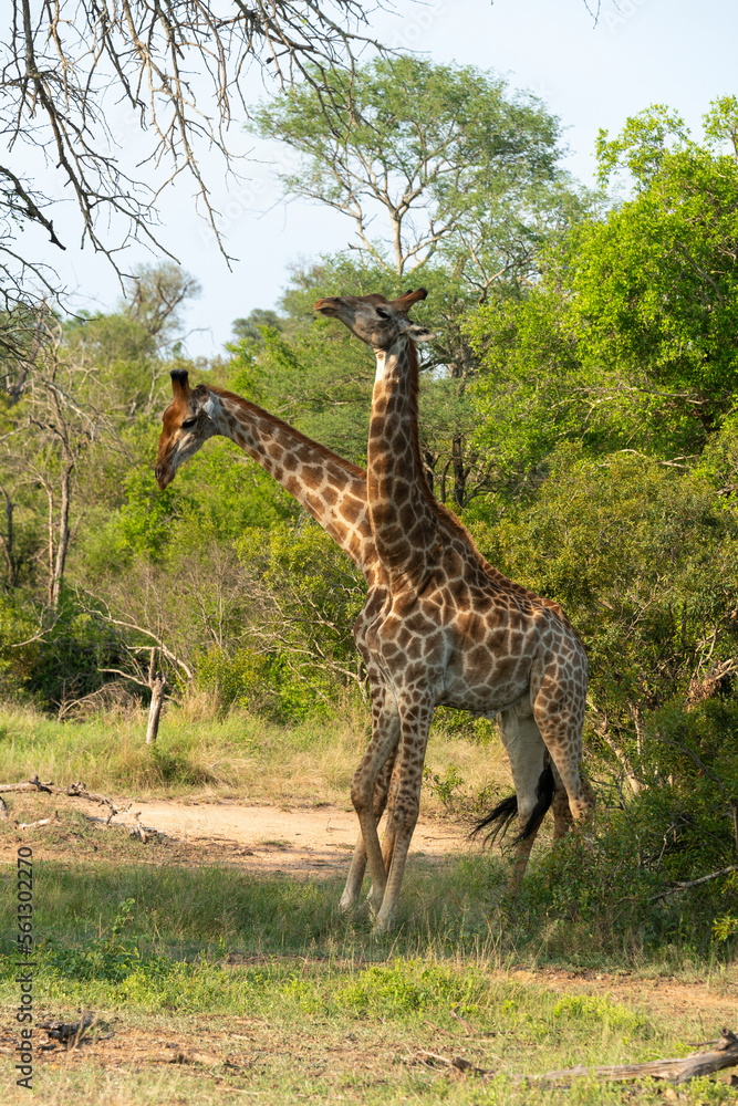 Girafe, Giraffa Camelopardalis, Parc national Kruger, Afrique du Sud Girafe, Giraffa Camelopardalis, Parc national Kruger, Afrique du Sud