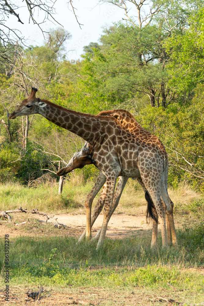 Naklejka premium Girafe, Giraffa Camelopardalis, Parc national Kruger, Afrique du Sud