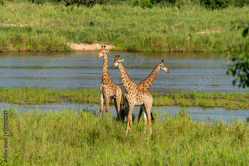 Girafe  Giraffa Camelopardalis  Parc national Kruger  Afrique du Sud