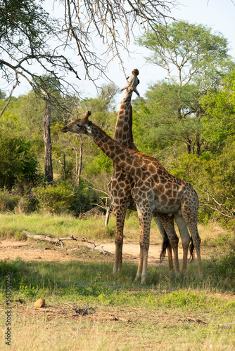 Girafe, Giraffa Camelopardalis, Parc national Kruger, Afrique du Sud © JAG IMAGES