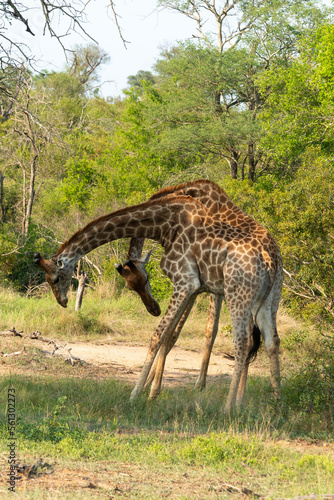 Girafe  Giraffa Camelopardalis  Parc national Kruger  Afrique du Sud