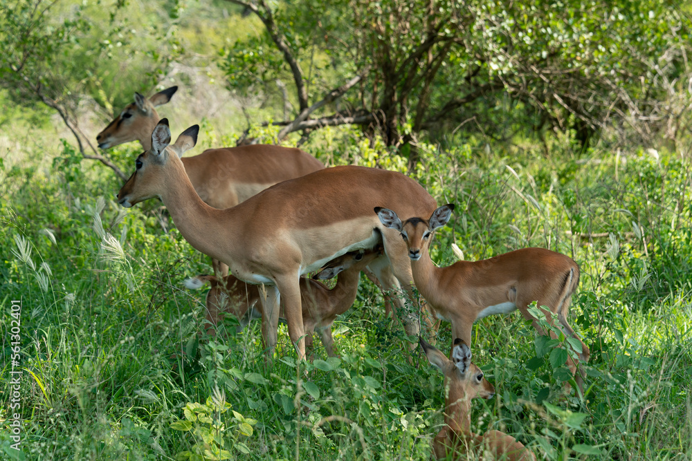 Impala, femelle et jeune, Aepyceros melampus