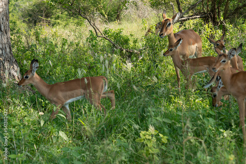 Impala  femelle et jeune  Aepyceros melampus